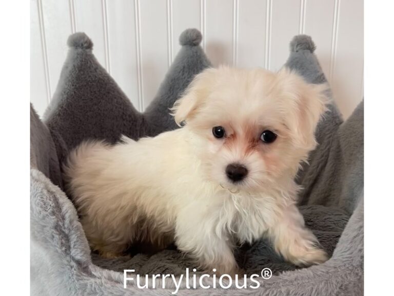 Jimmy - Maltese