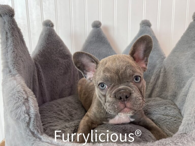 Dwight - French Bulldog