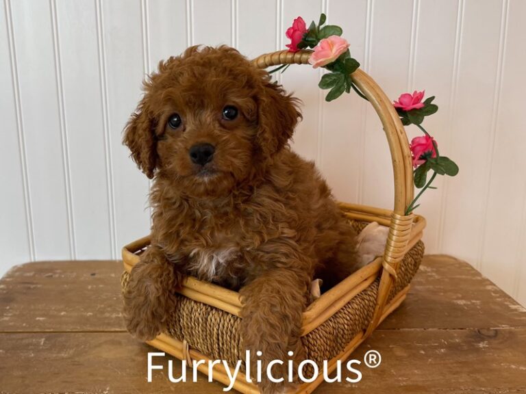 Violet - Cockapoo 2nd gen