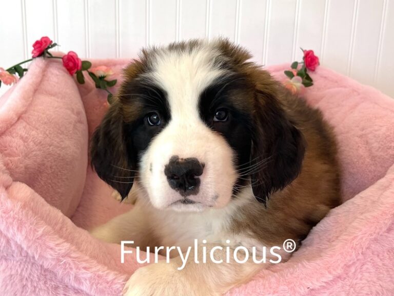 Molly - Saint Bernard