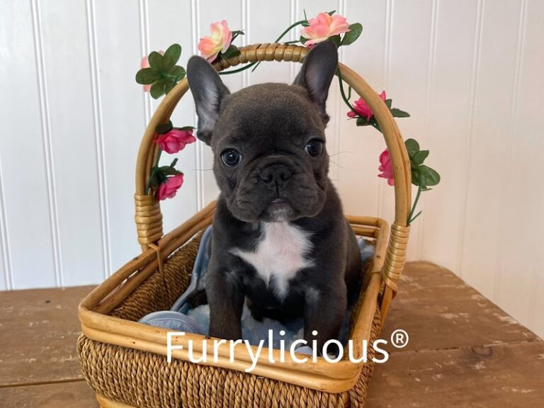 Sebastian - French Bulldog