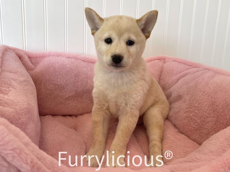 Olivia - Shiba Inu