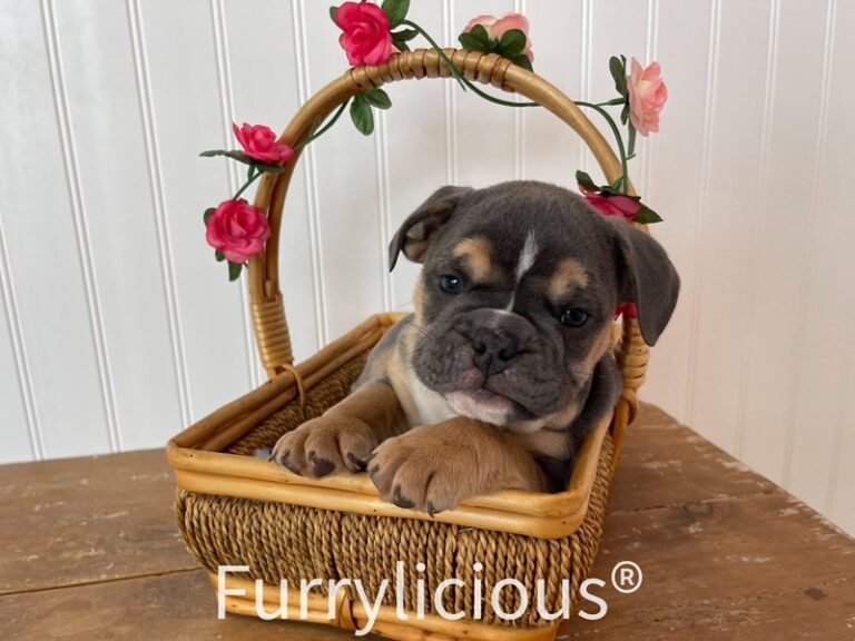 Wally - English Bulldog