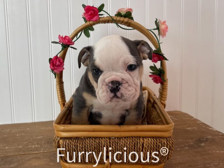 Penny - English Bulldog