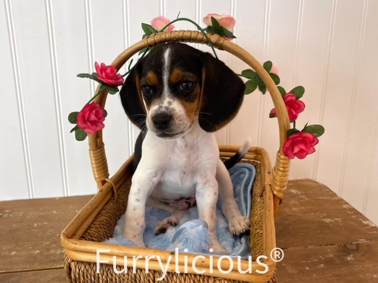 Sam - Beagle