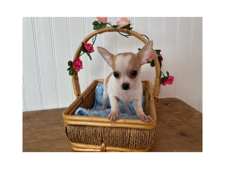 Buffy - Chihuahua