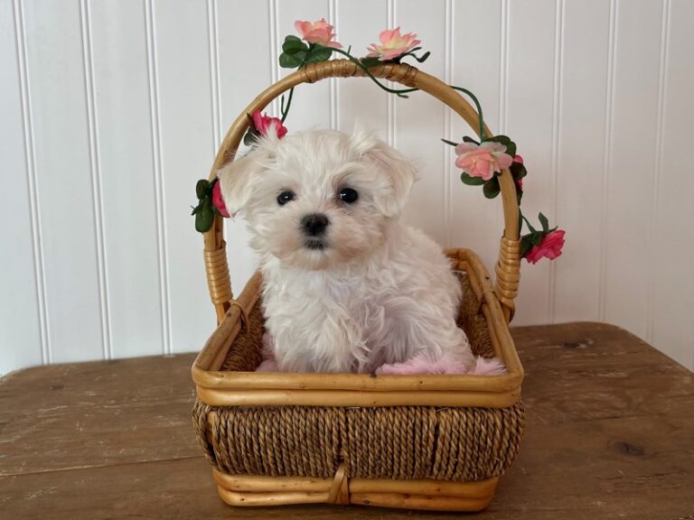 Maltese - Maltese