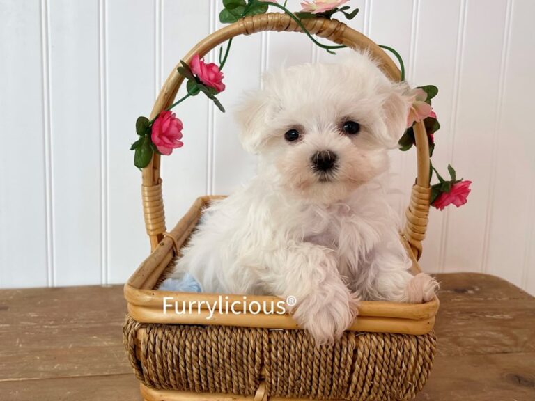 Carter - Maltese