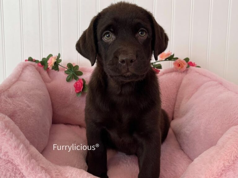 Gemma - Labrador Retriever