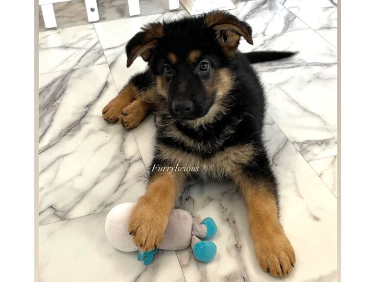 Ranger - German Shepherd