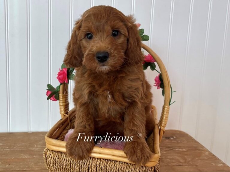 Pixie - Goldendoodle Mini