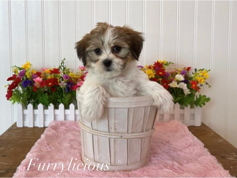 Bitsy - Teddy Bear