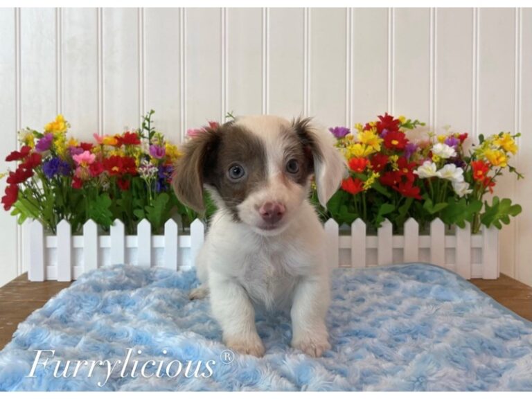 Chewy - Chiweenie