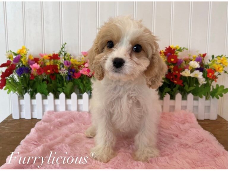 Trish - Cavachon
