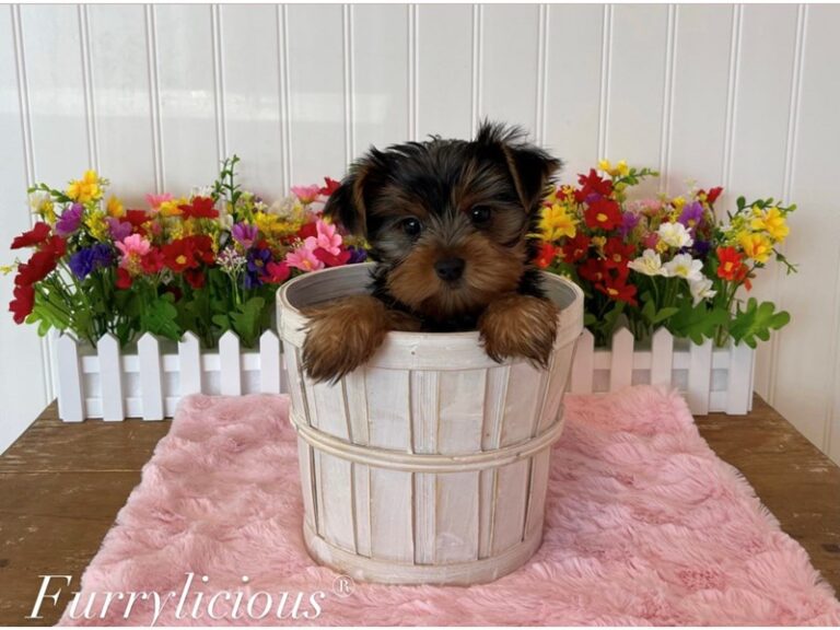 Chloe - Yorkshire Terrier