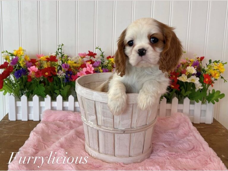 Missy - Cavalier King Charles Spaniel