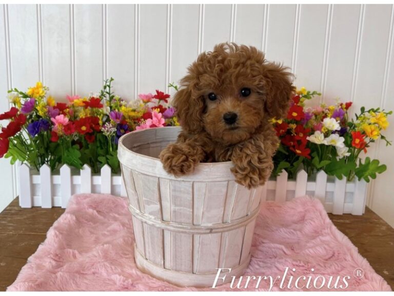 Elle - Cockapoo 2nd gen