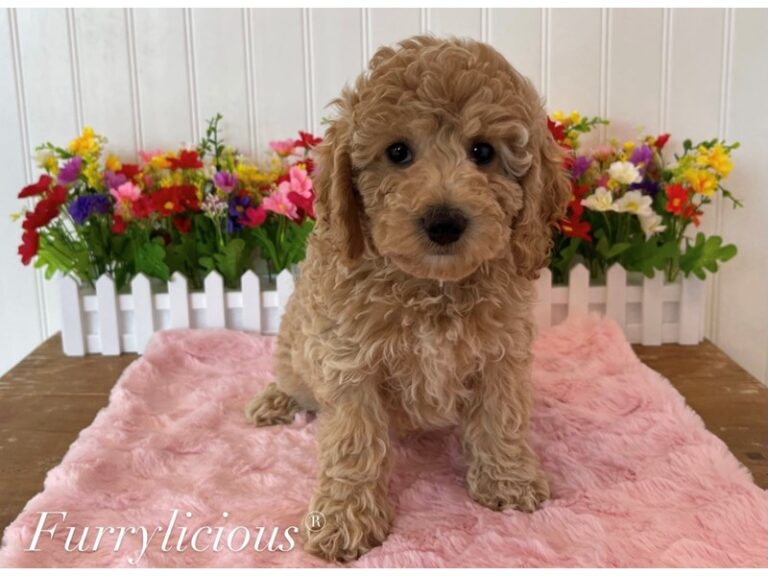 Lana - Cockapoo 2nd gen