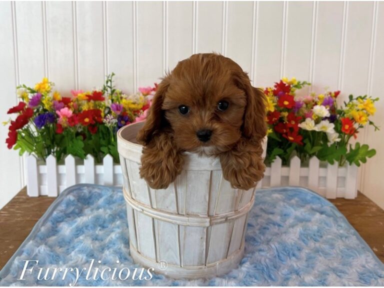 Truman - Cavapoo