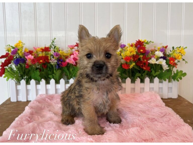 Lulu - Cairn Terrier