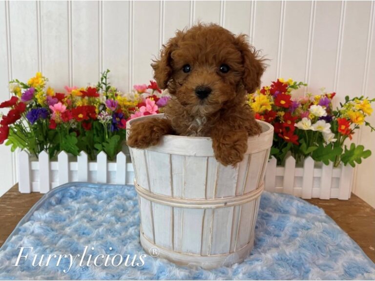 Leo - Poodle