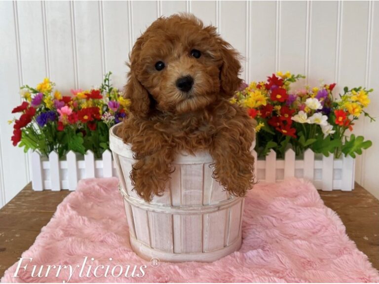 Lucy - Poodle