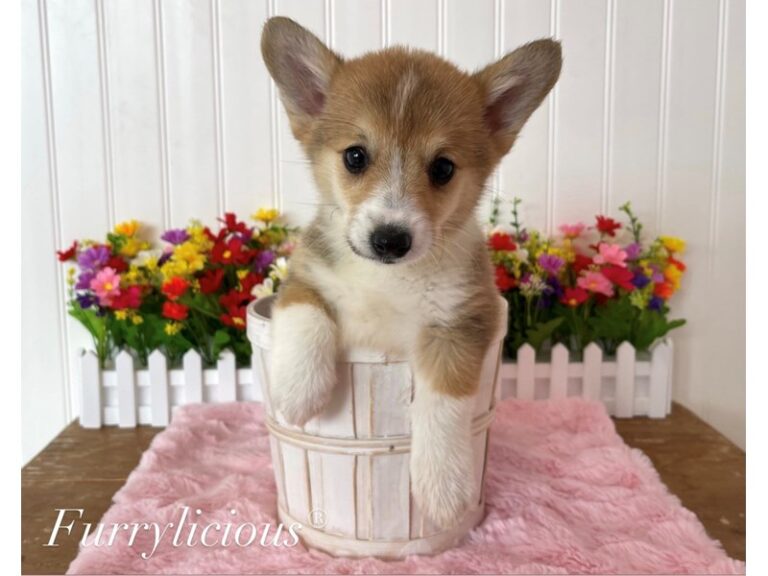 Carly - Pembroke Welsh Corgi