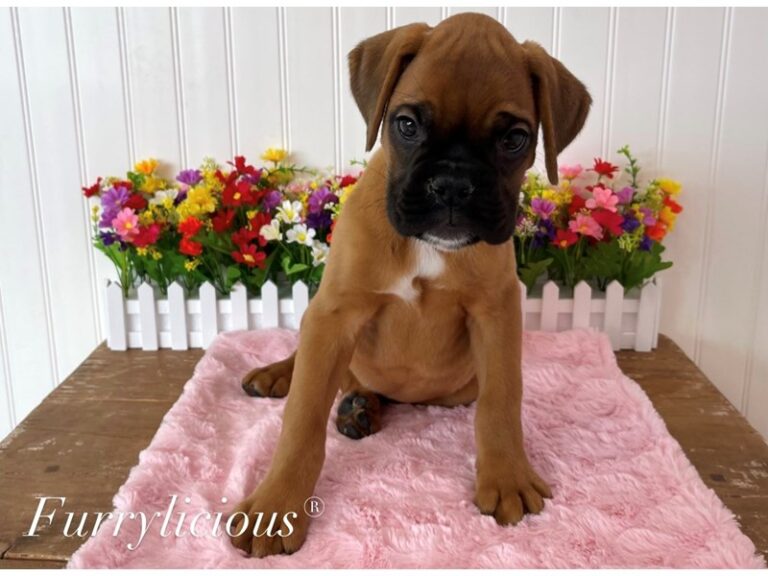 Wendy - Boxer