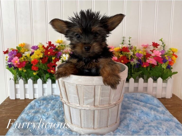 Fletcher - Yorkshire Terrier