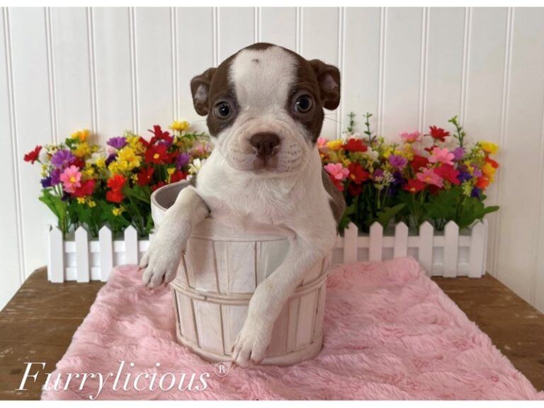 Boston Terrier - Boston Terrier