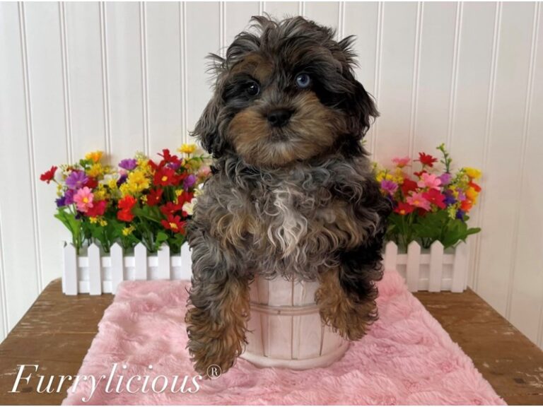 Willa - Shipoo