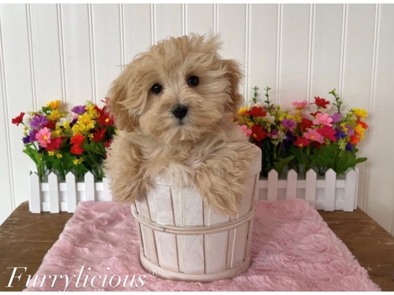 Maltipoo - Maltipoo