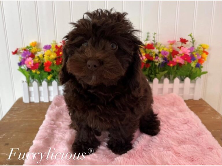 Harper - NewfyPoo Mini