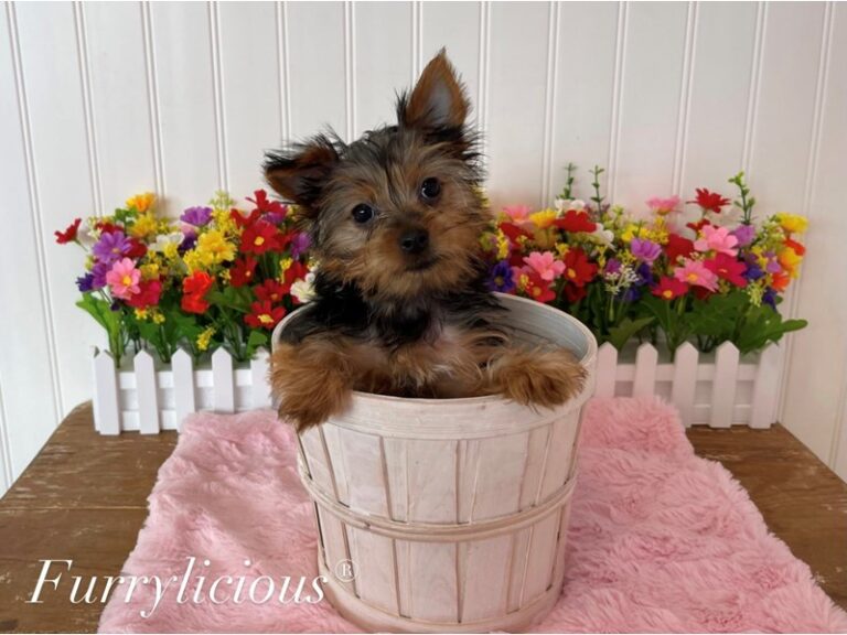 Darla - Yorkshire Terrier