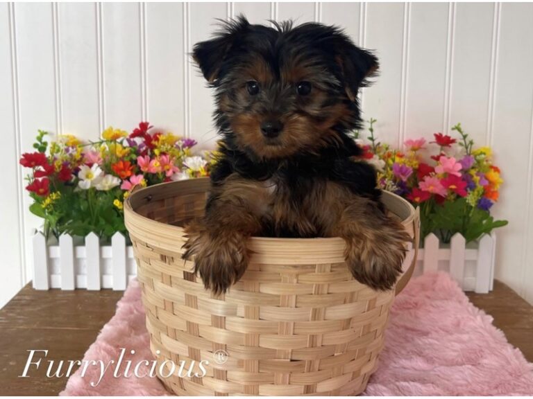 Daisy - Yorkshire Terrier