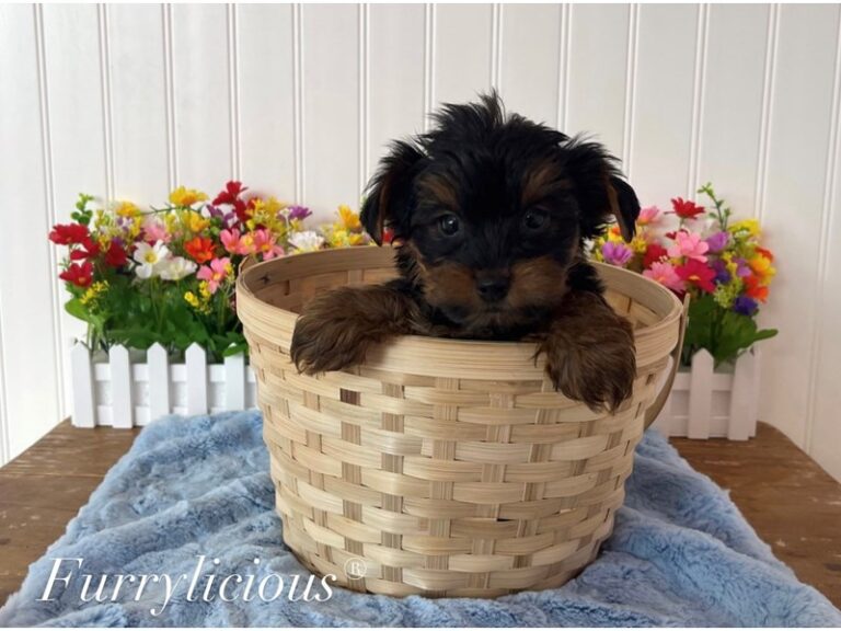 Ziggy - Yorkshire Terrier