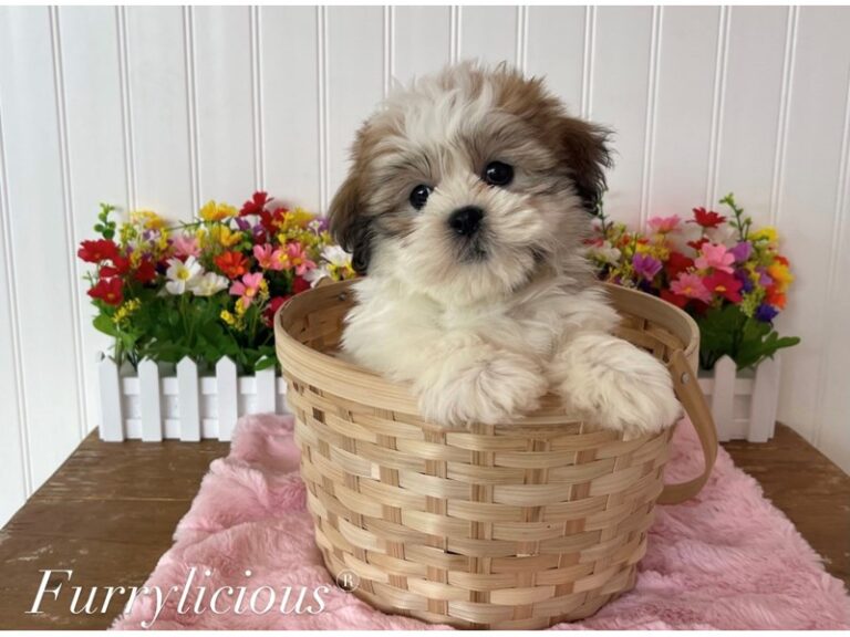 Tilly - Teddy Bear