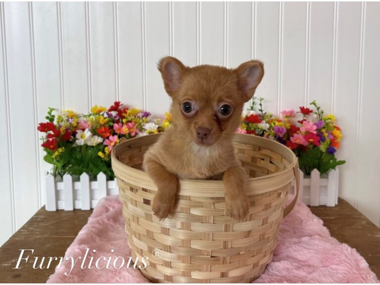 Mae - Chihuahua