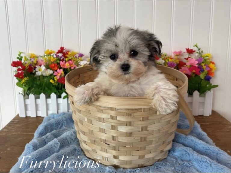 Peanut - Morkie