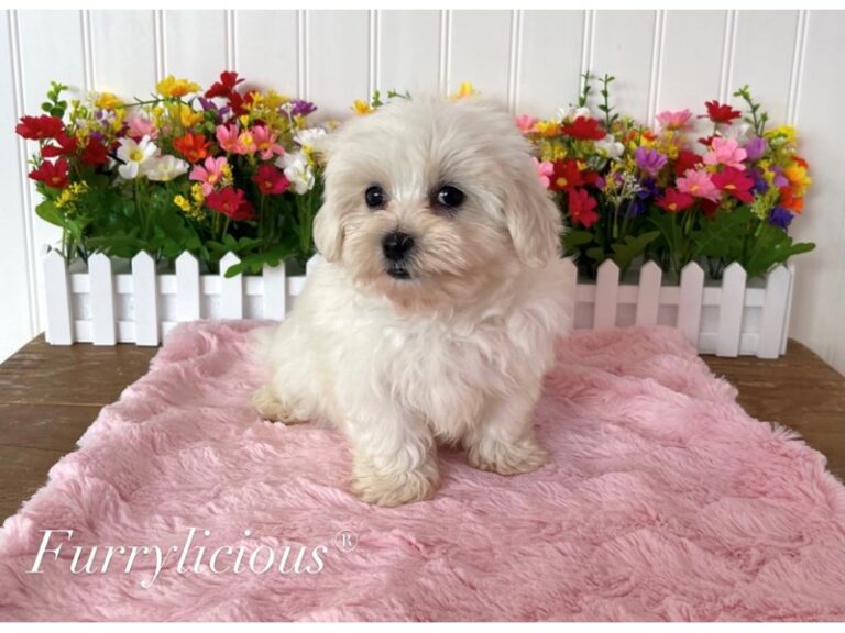 Juliet - Morkie