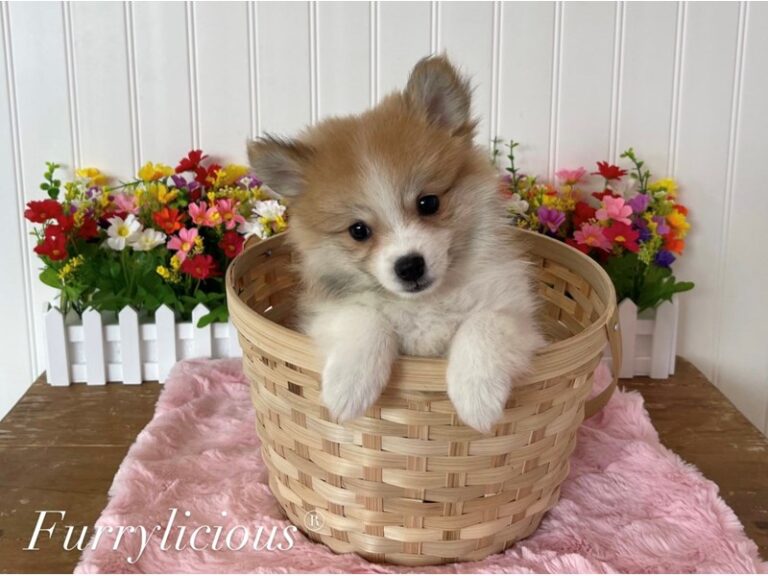 Lottie - Pomeranian
