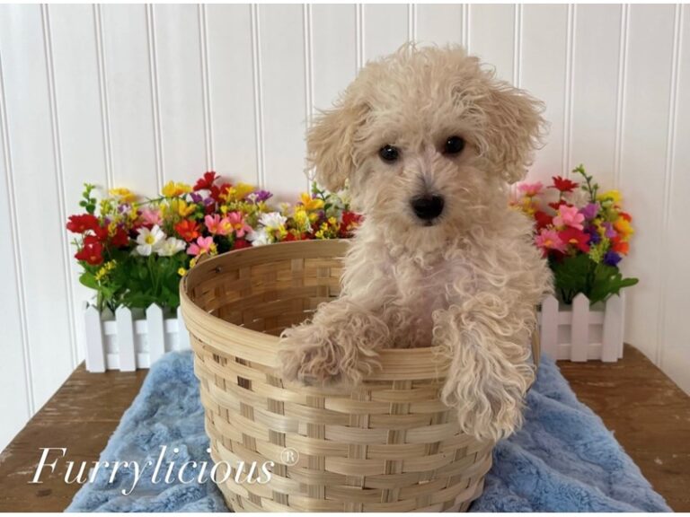 Eddie - Yorkipoo