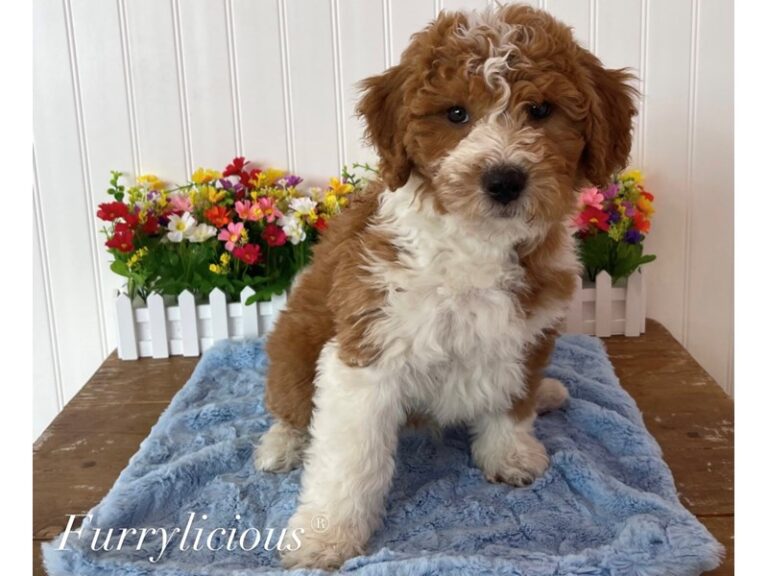 Oslo - English Shepherd/Poodle
