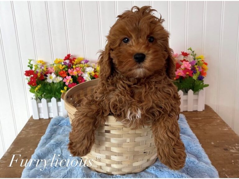 Cooper - Irishdoodle Mini