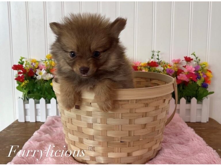 Jasmine - Pomeranian