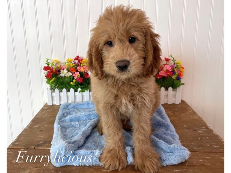 Griffin - Goldendoodle Mini