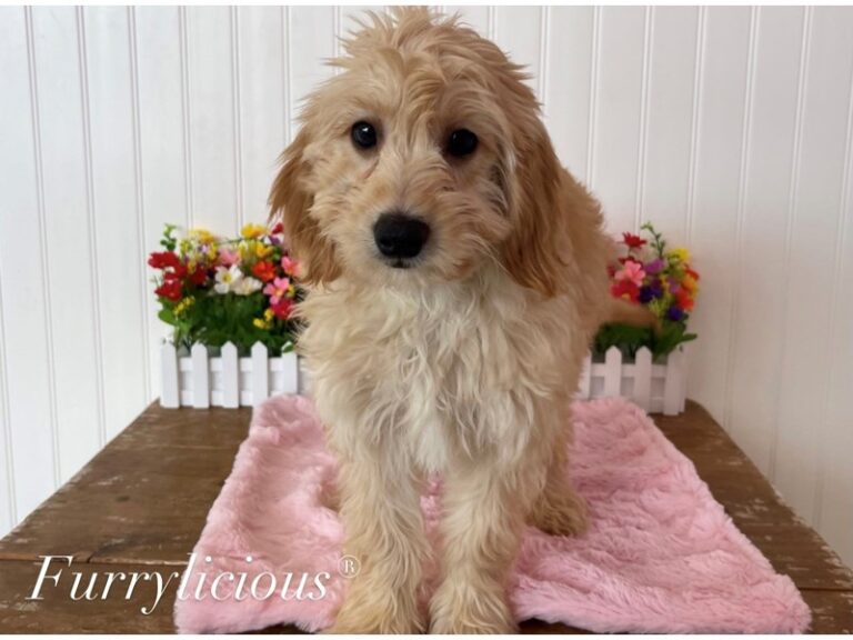 Savanna - Goldendoodle Mini 2nd Gen