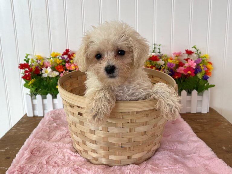 Joy - Yorkipoo