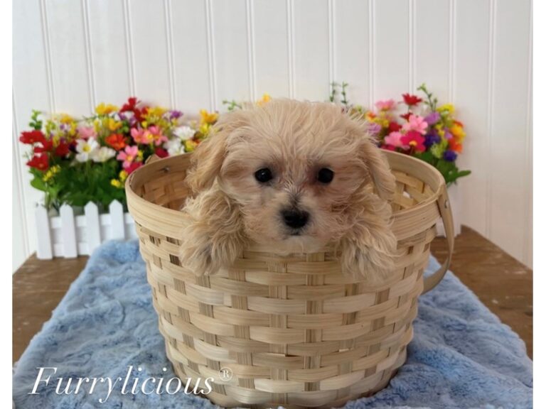 Jax - Yorkipoo