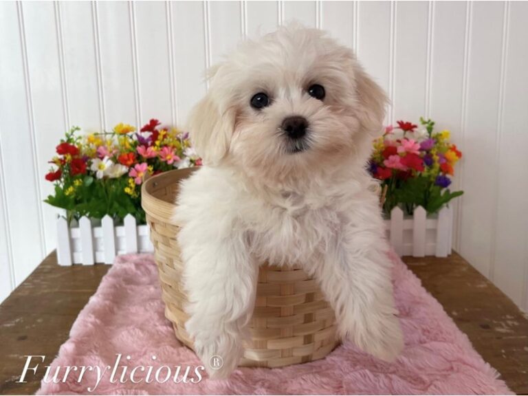 Rowan - Teddy Bear
